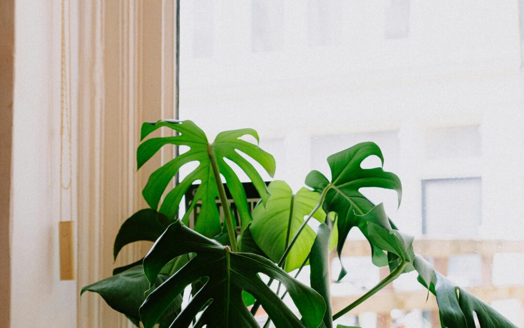 Revitalize Your Space with Indoor Plant Decor Tips