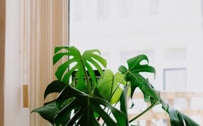 Revitalize Your Space with Indoor Plant Decor Tips